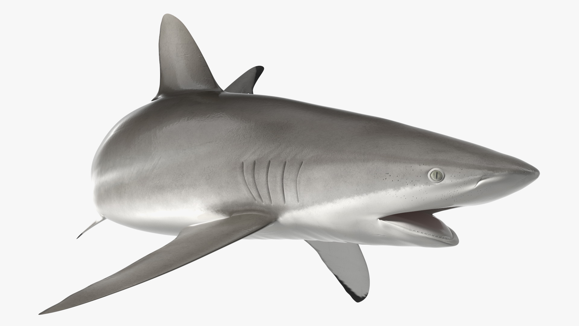 Silky Shark or Carcharhinus Falciformis 3D model