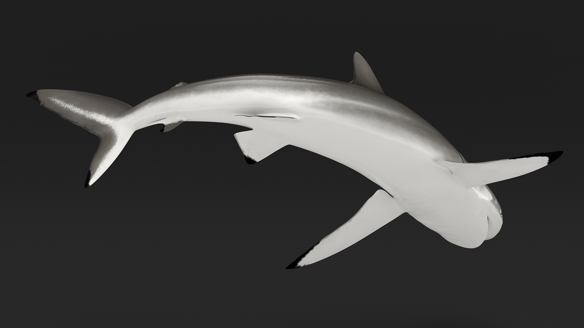 Silky Shark or Carcharhinus Falciformis 3D model