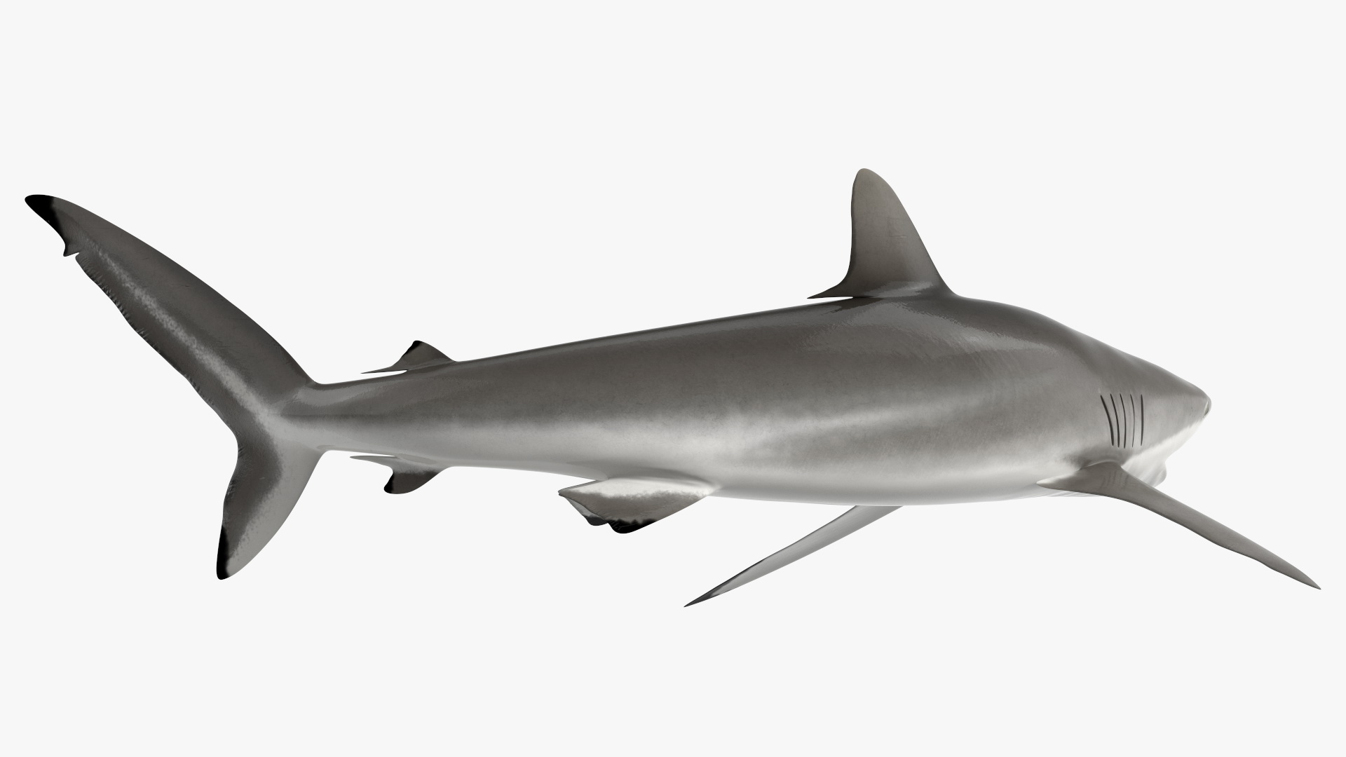 Silky Shark or Carcharhinus Falciformis 3D model