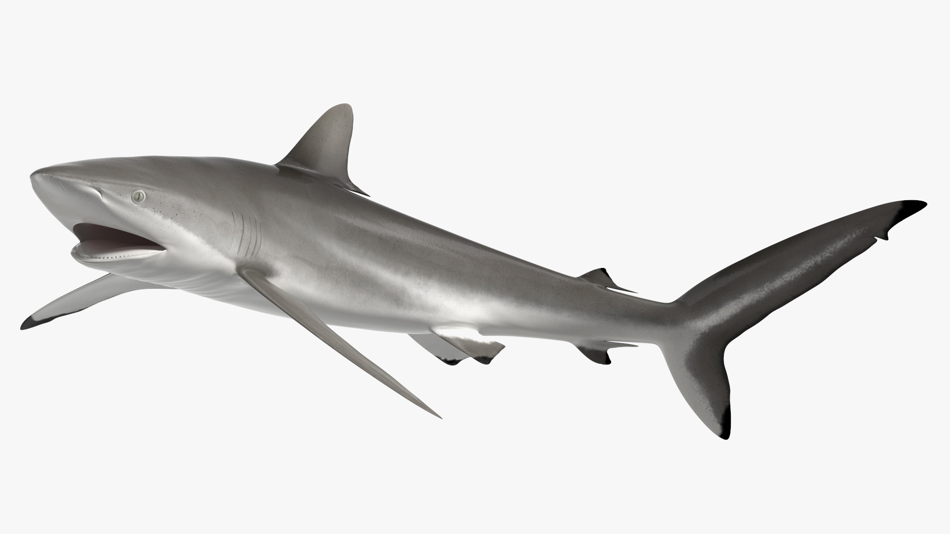 Silky Shark or Carcharhinus Falciformis 3D model