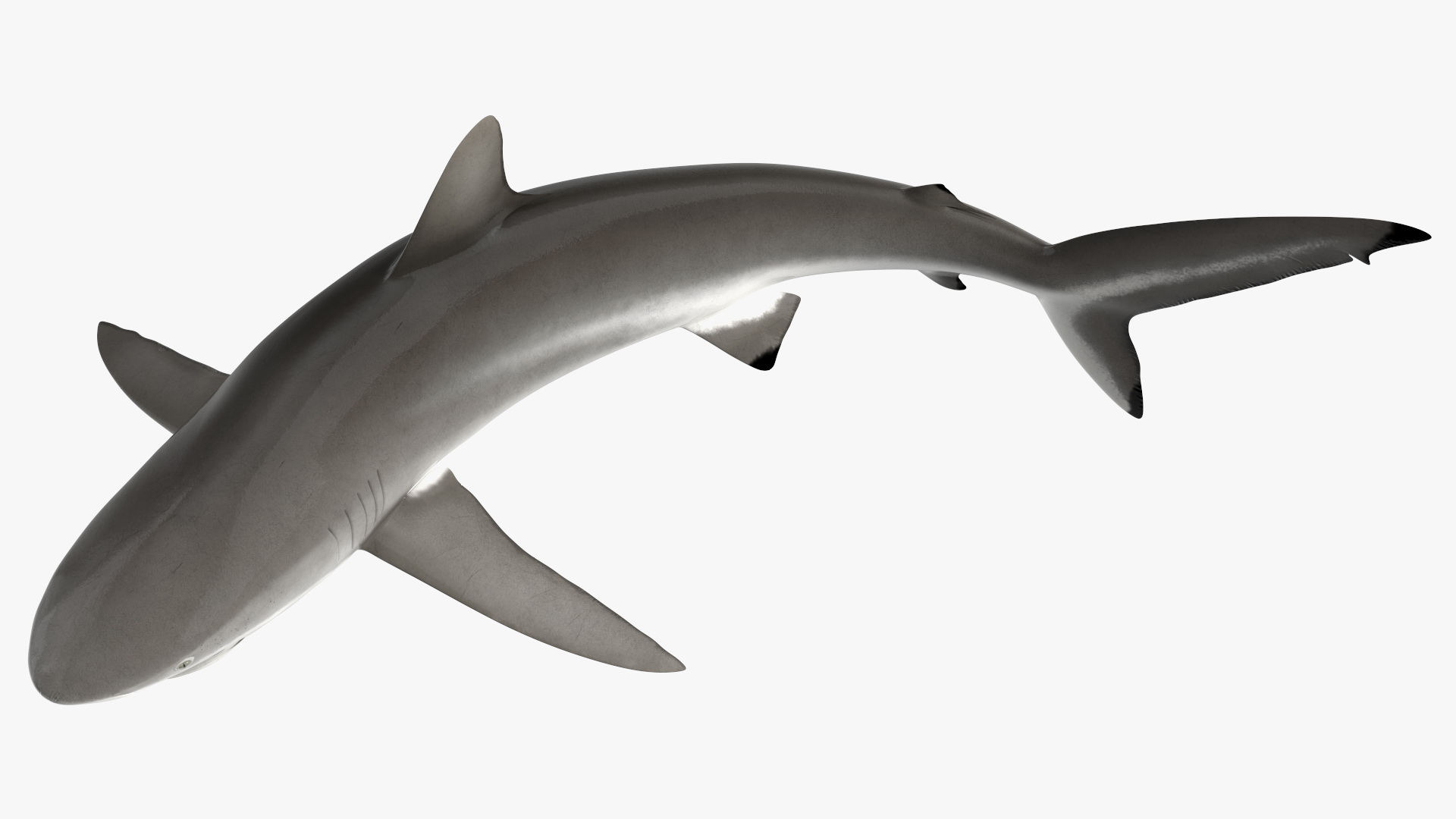 Silky Shark or Carcharhinus Falciformis 3D model