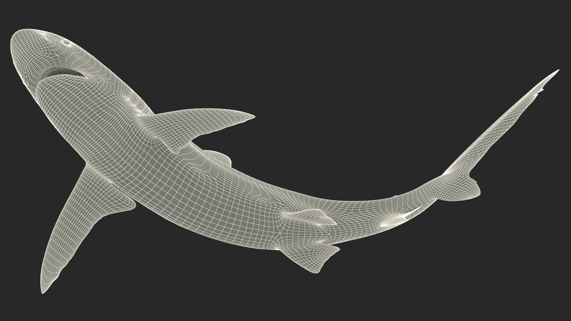 Silky Shark or Carcharhinus Falciformis 3D model