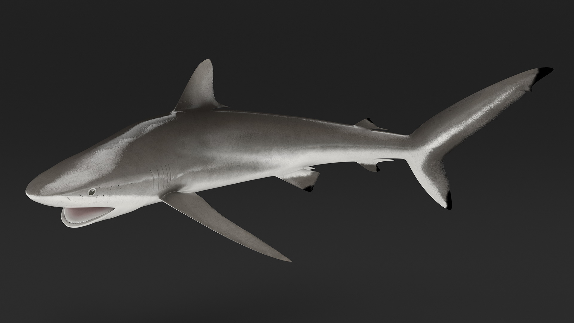 Silky Shark or Carcharhinus Falciformis 3D model