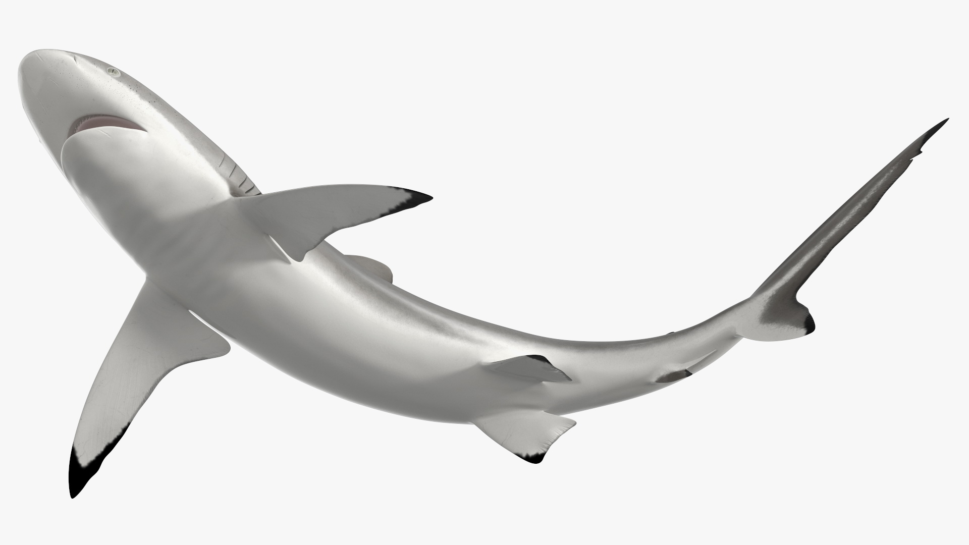 Silky Shark or Carcharhinus Falciformis 3D model