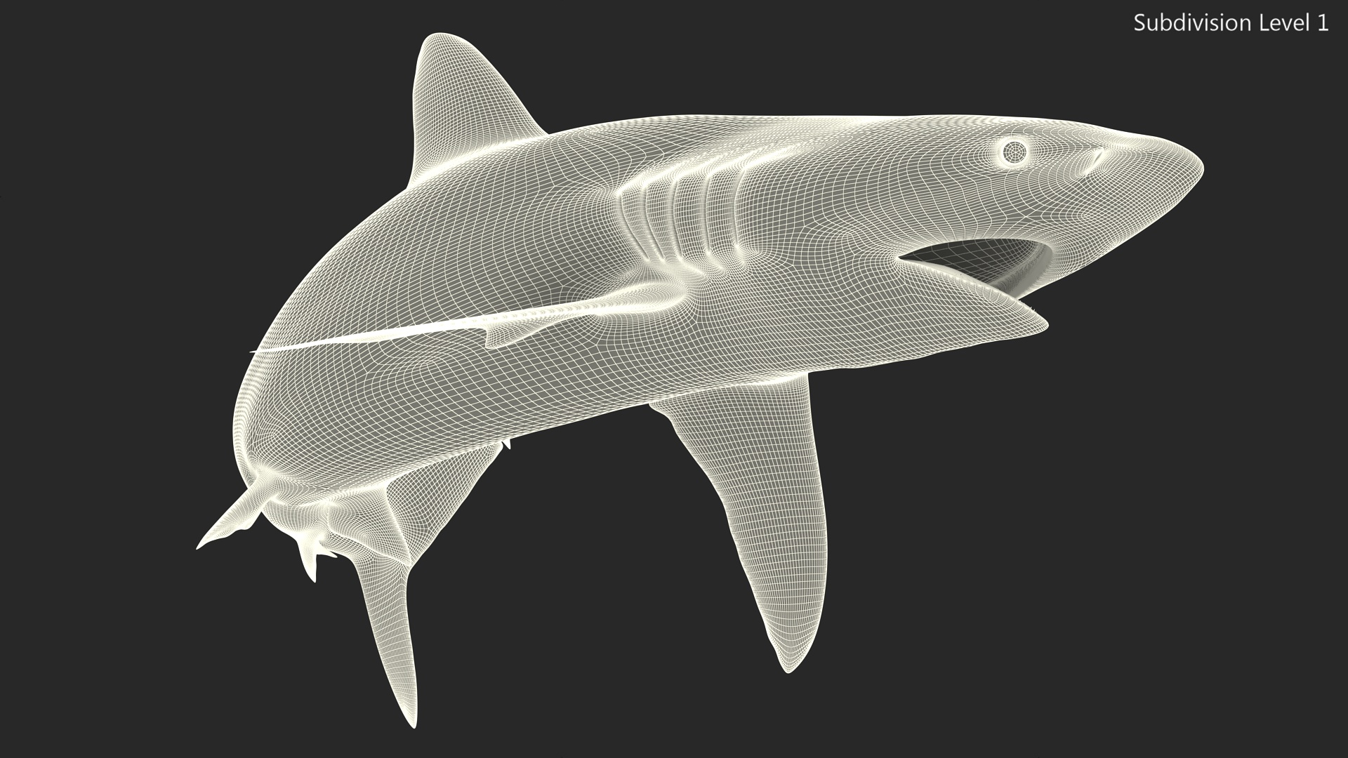 Silky Shark or Carcharhinus Falciformis 3D model