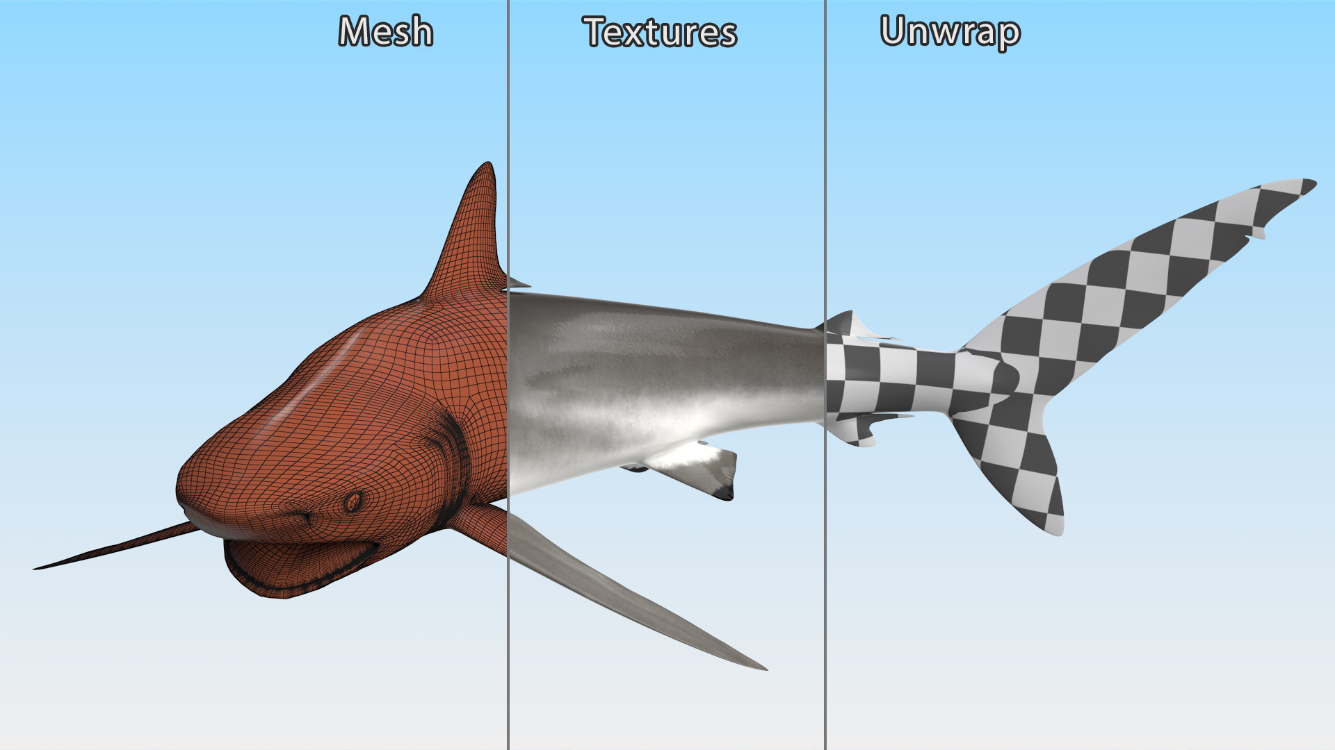 Silky Shark or Carcharhinus Falciformis 3D model