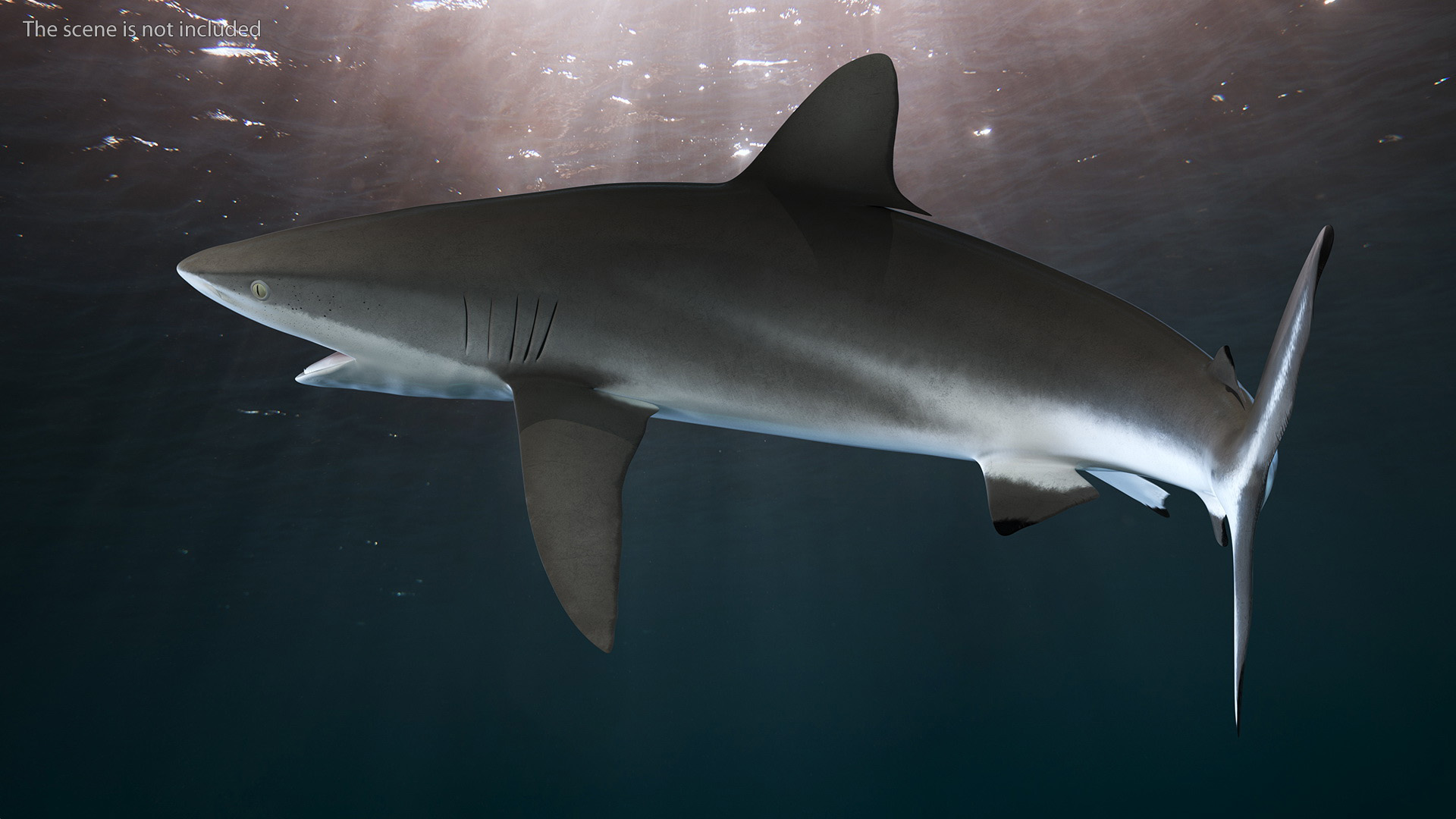 Silky Shark or Carcharhinus Falciformis 3D model