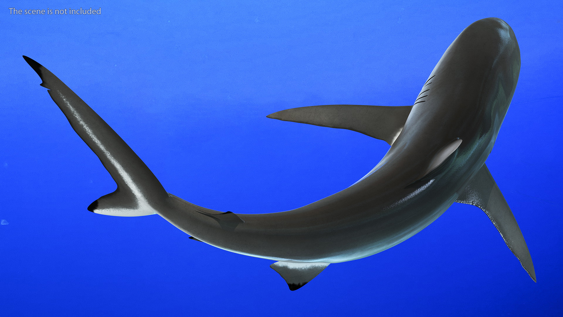 Silky Shark or Carcharhinus Falciformis 3D model