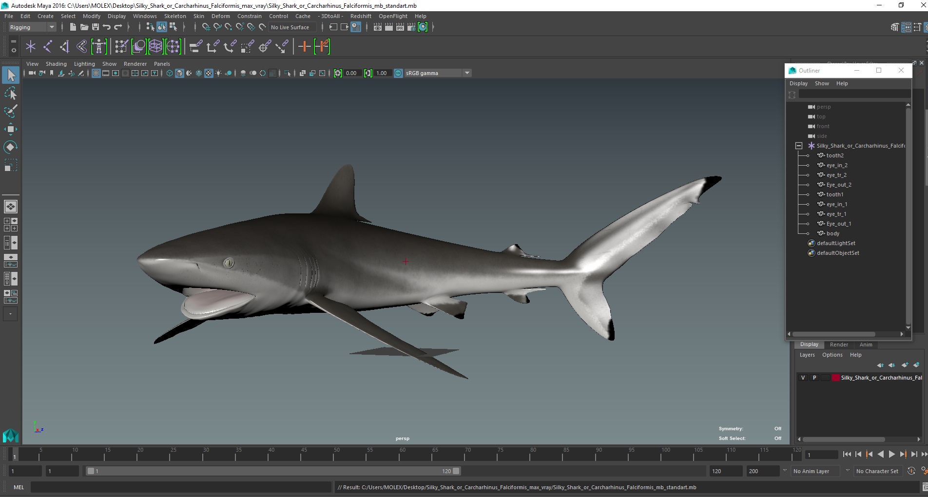 Silky Shark or Carcharhinus Falciformis 3D model