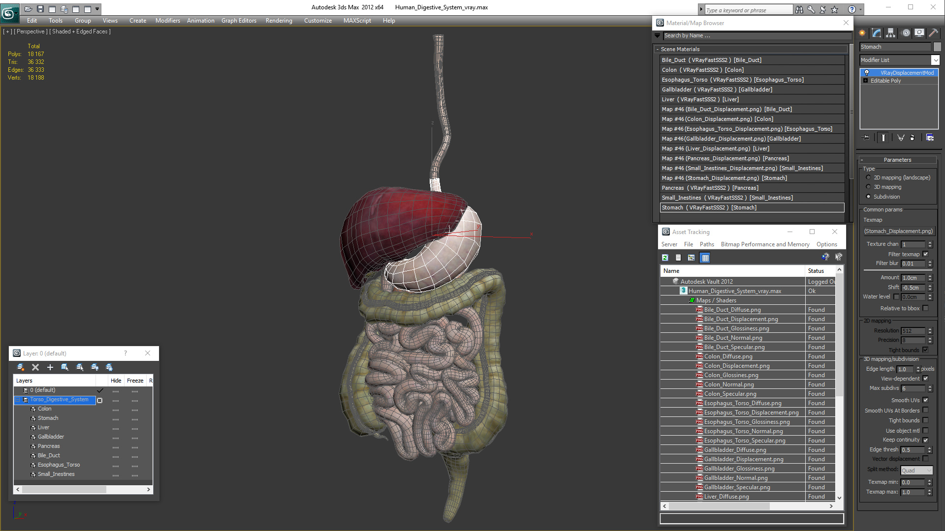 Human Digestive System 3D