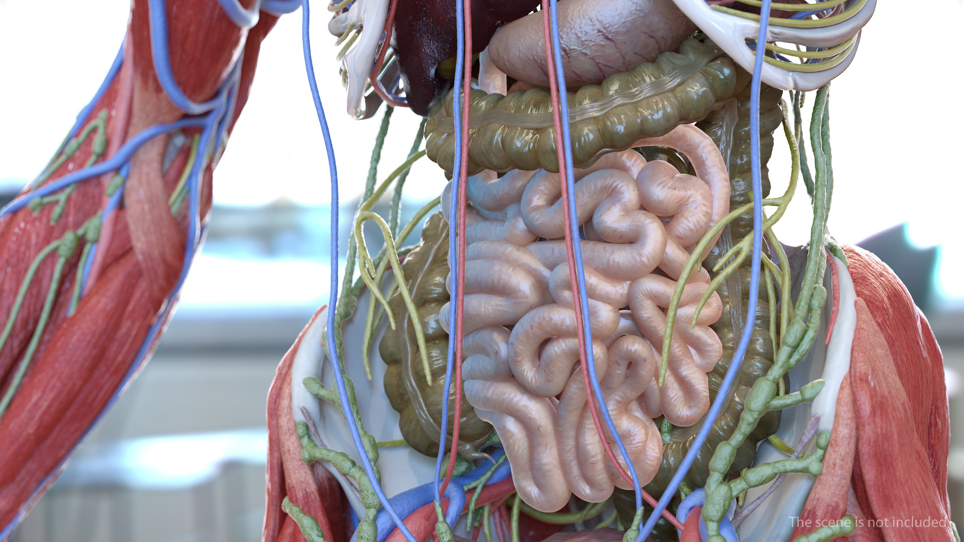 Human Digestive System 3D