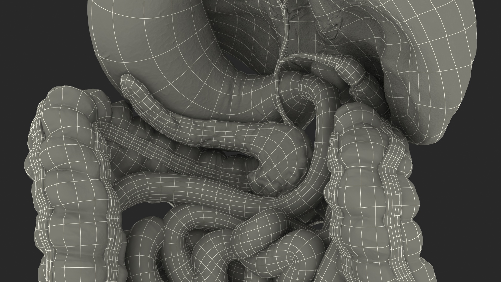 Human Digestive System 3D