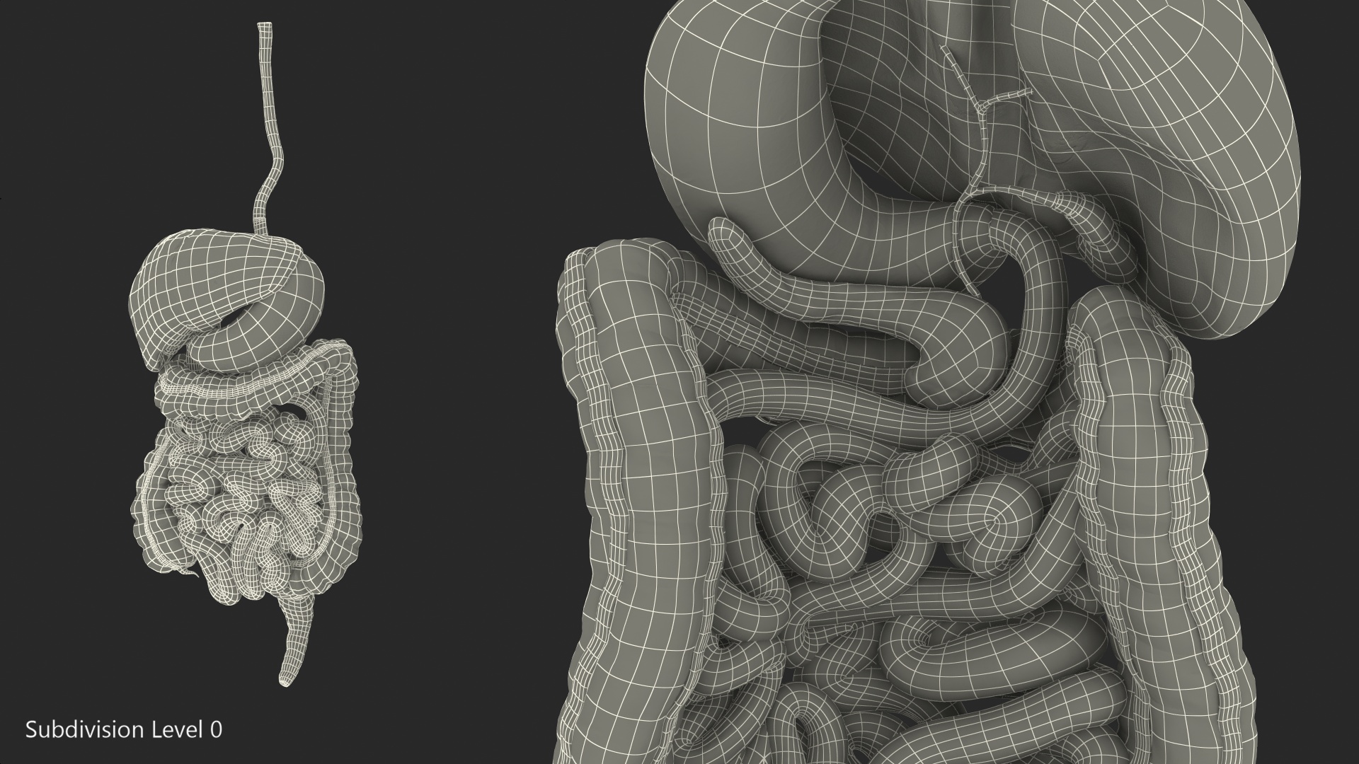 Human Digestive System 3D