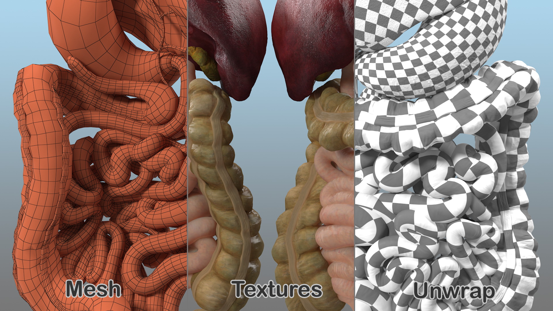 Human Digestive System 3D