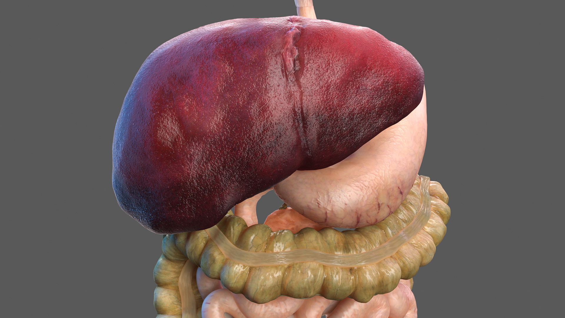 Human Digestive System 3D