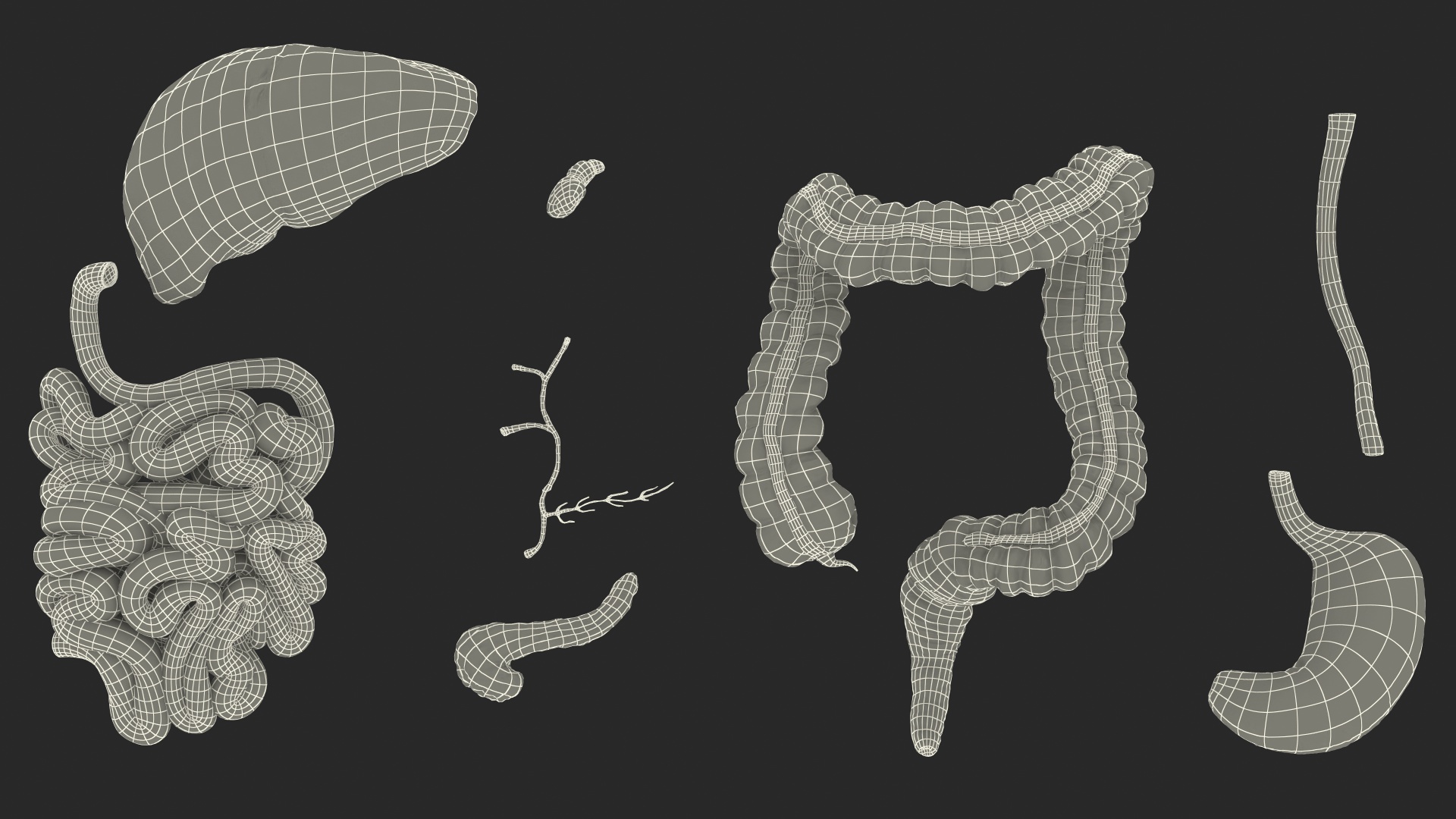 Human Digestive System 3D
