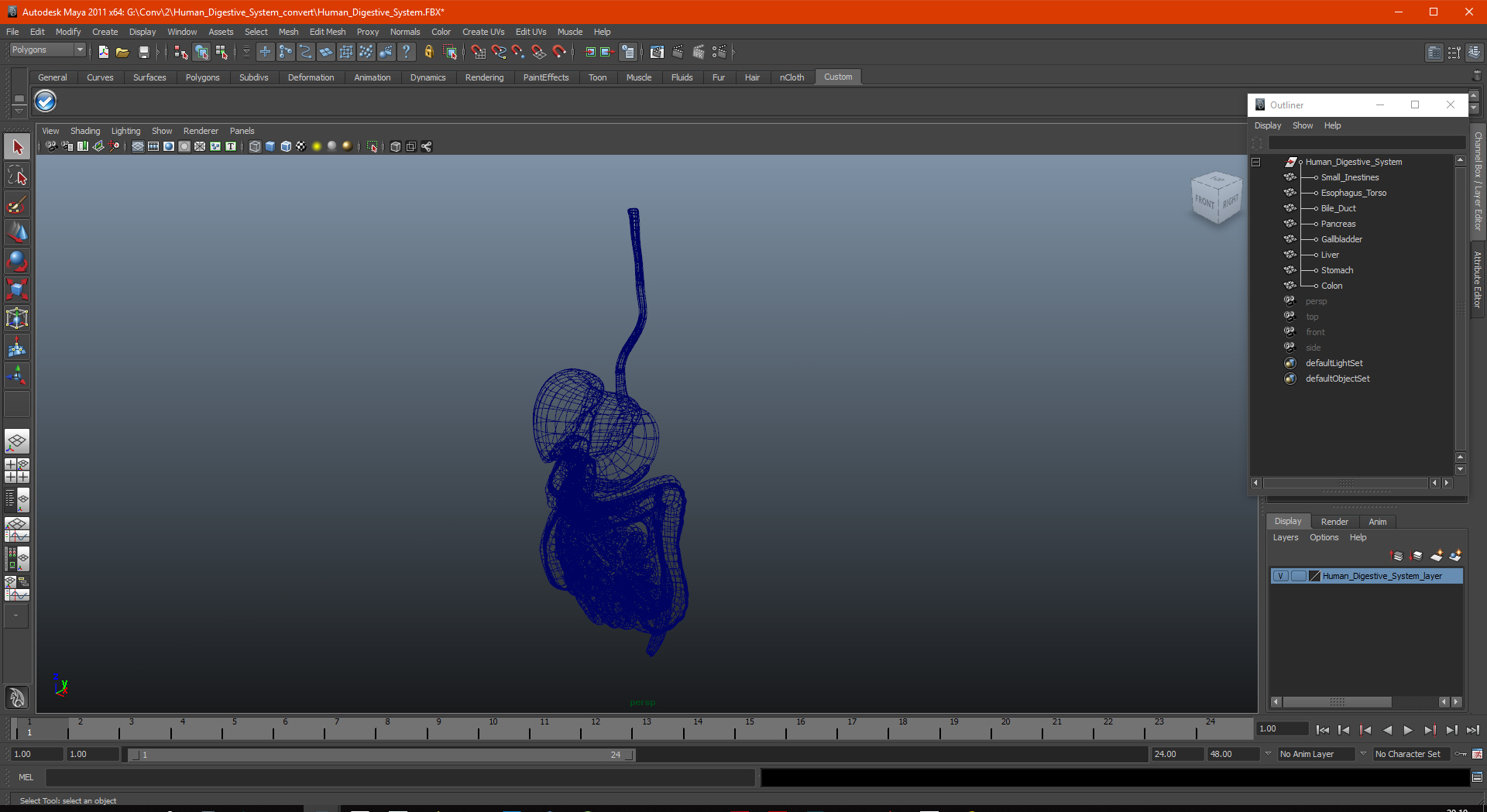 Human Digestive System 3D