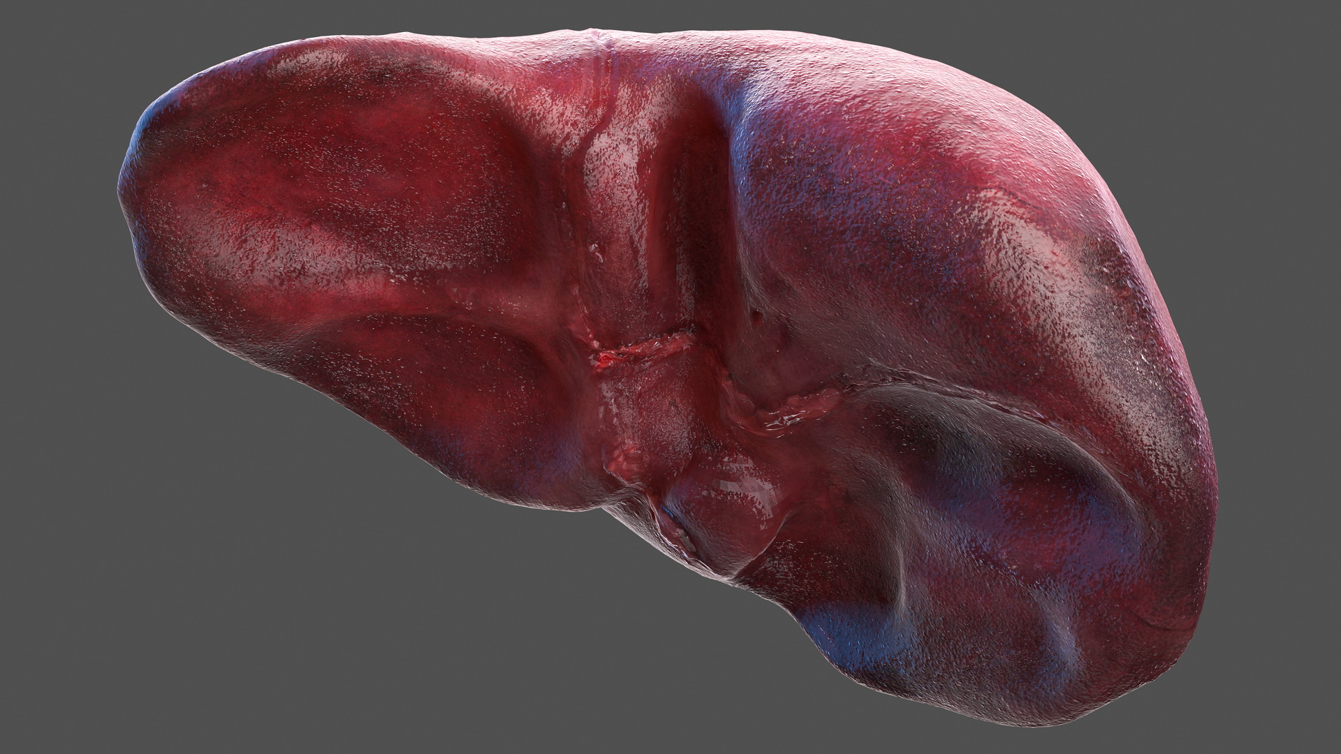 Human Digestive System 3D