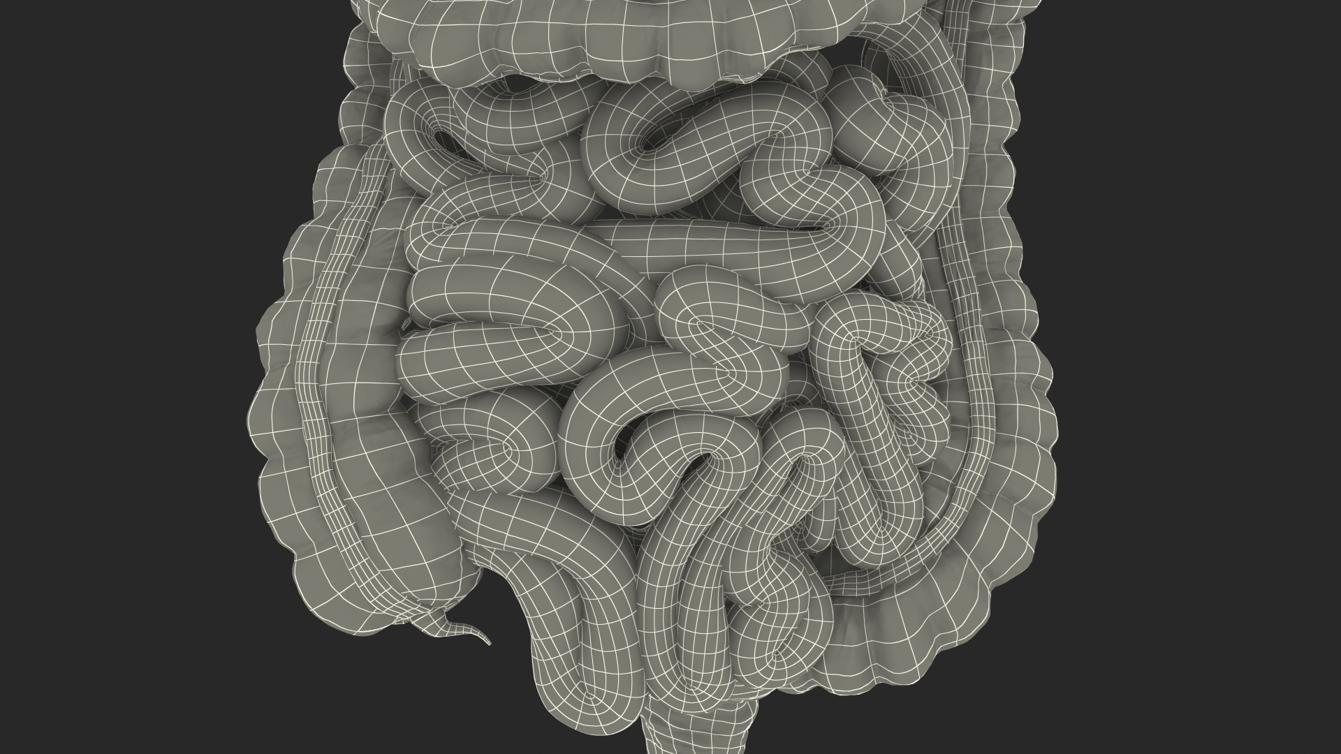 Human Digestive System 3D