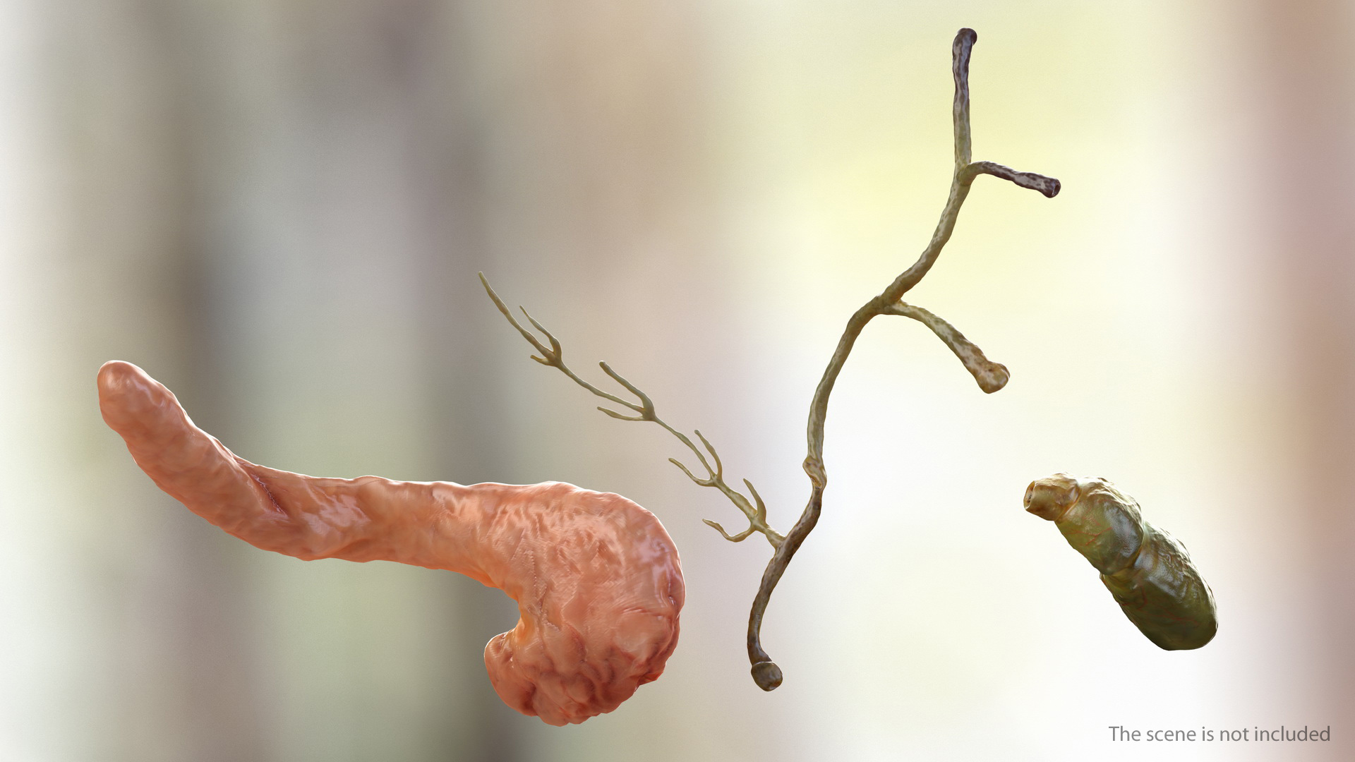 Human Digestive System 3D