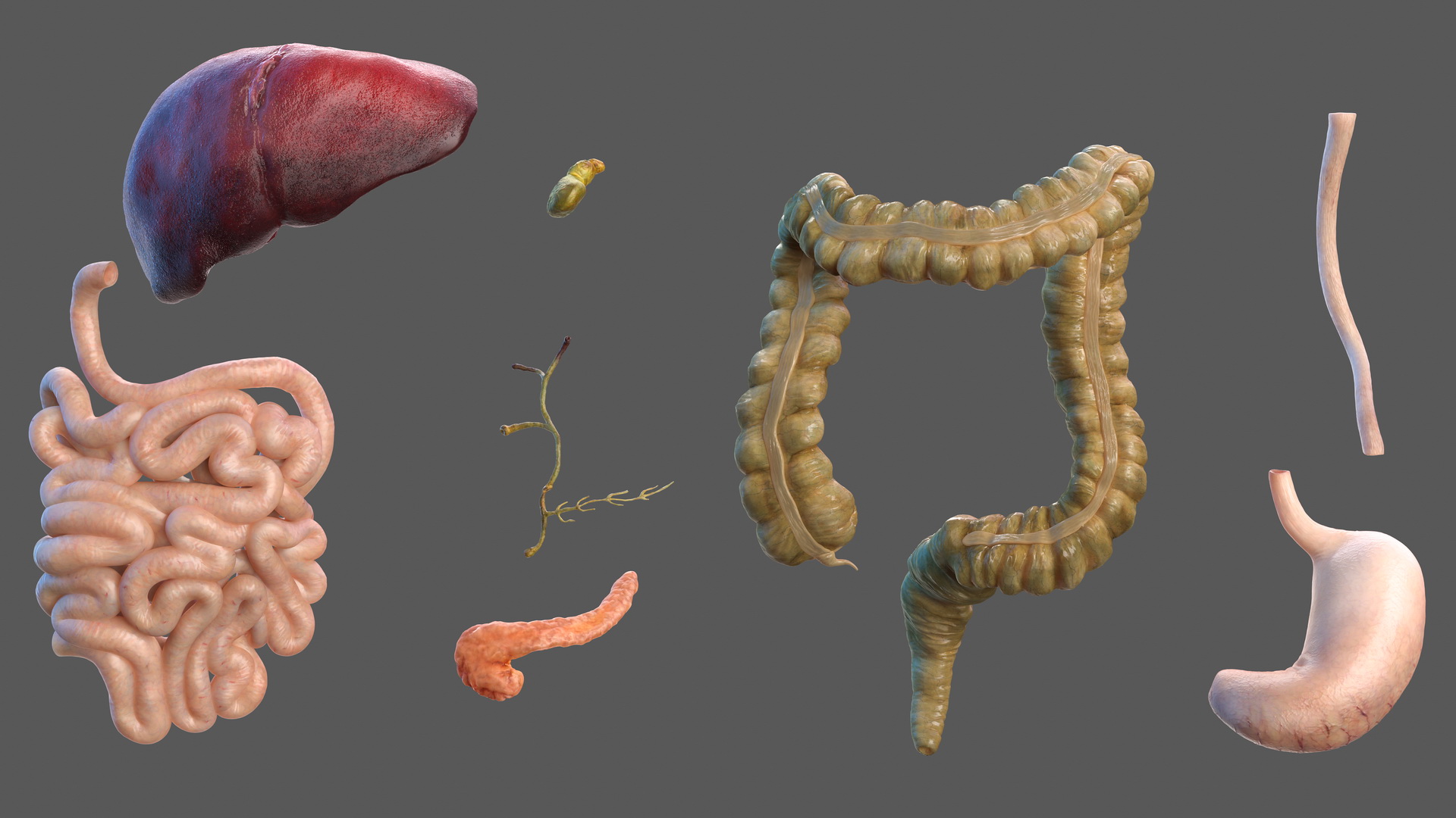 Human Digestive System 3D