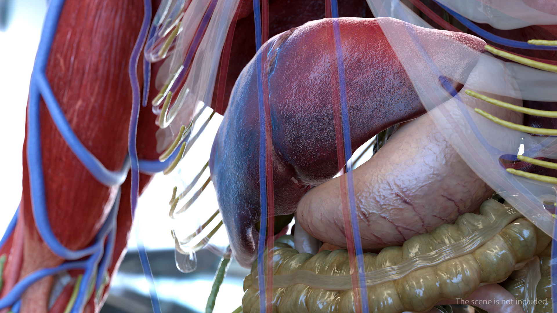 Human Digestive System 3D