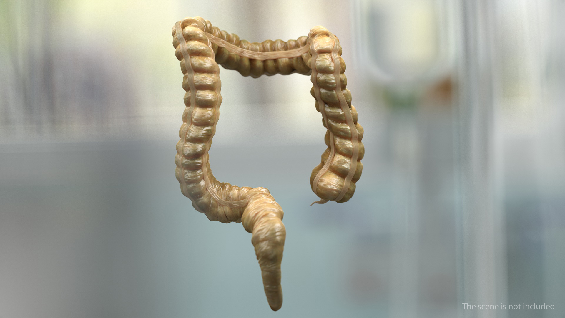 Human Digestive System 3D