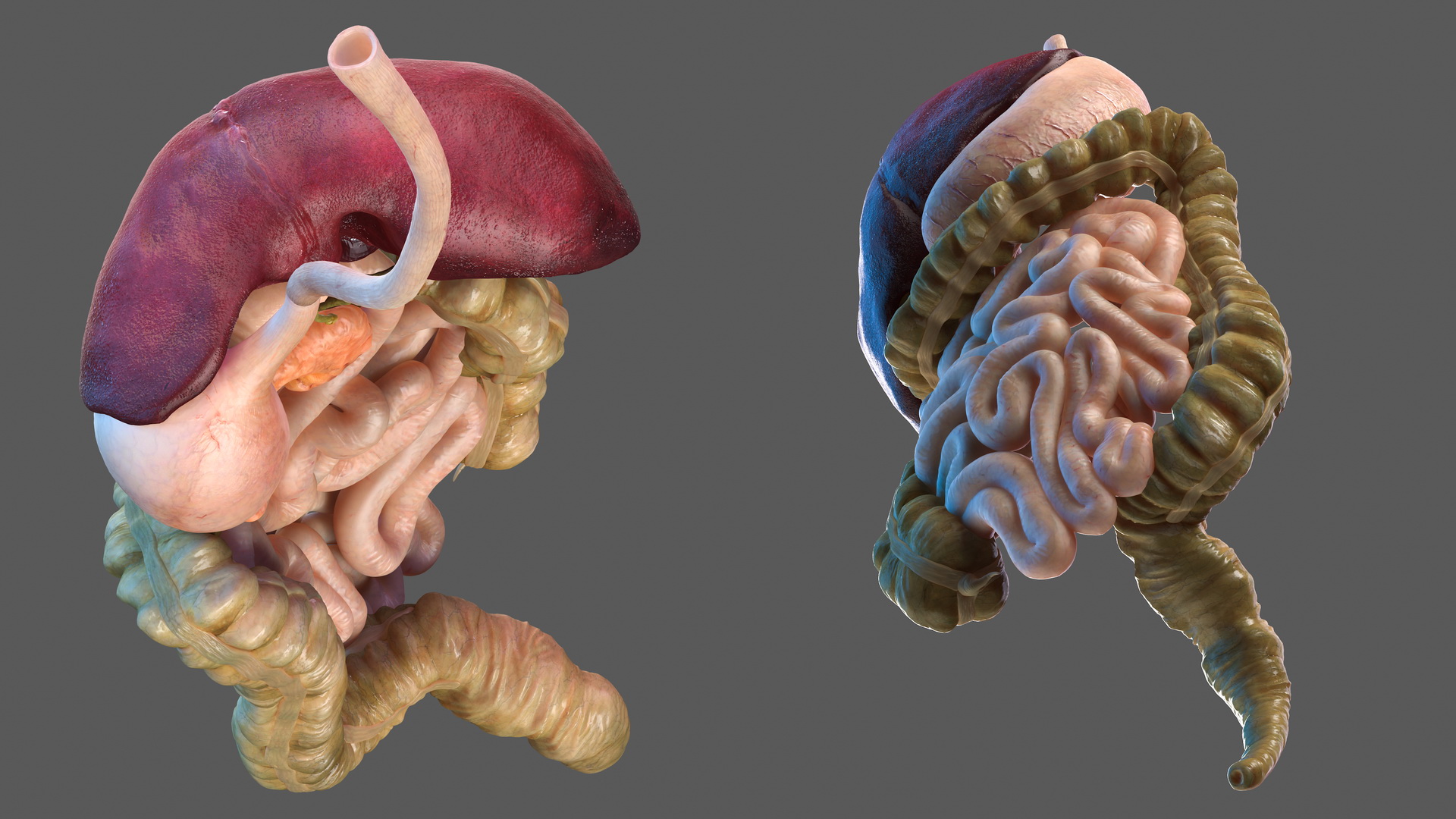 Human Digestive System 3D