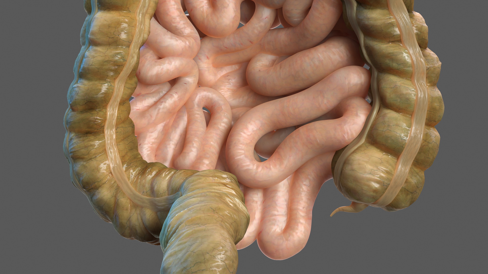 Human Digestive System 3D