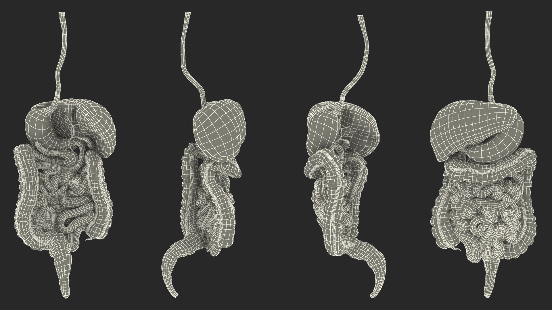 Human Digestive System 3D