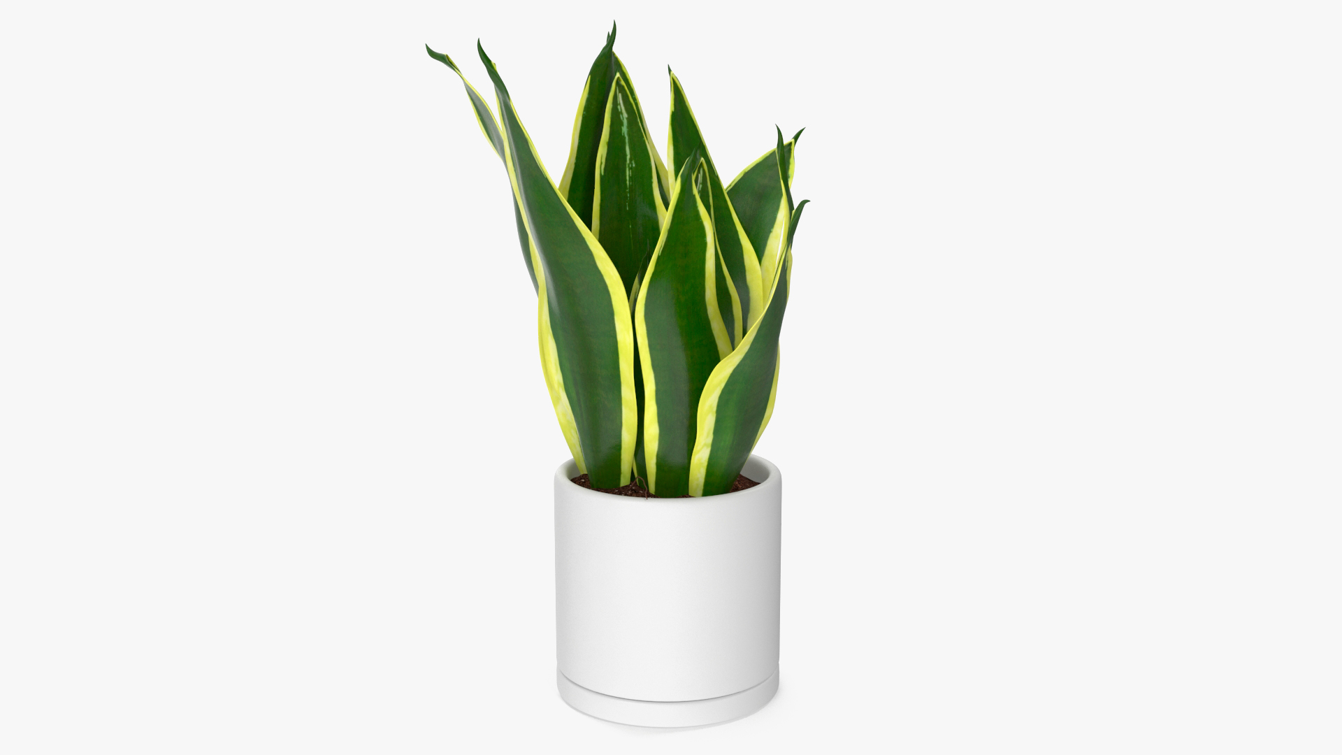 Mother in Laws Tongue Plant 3D