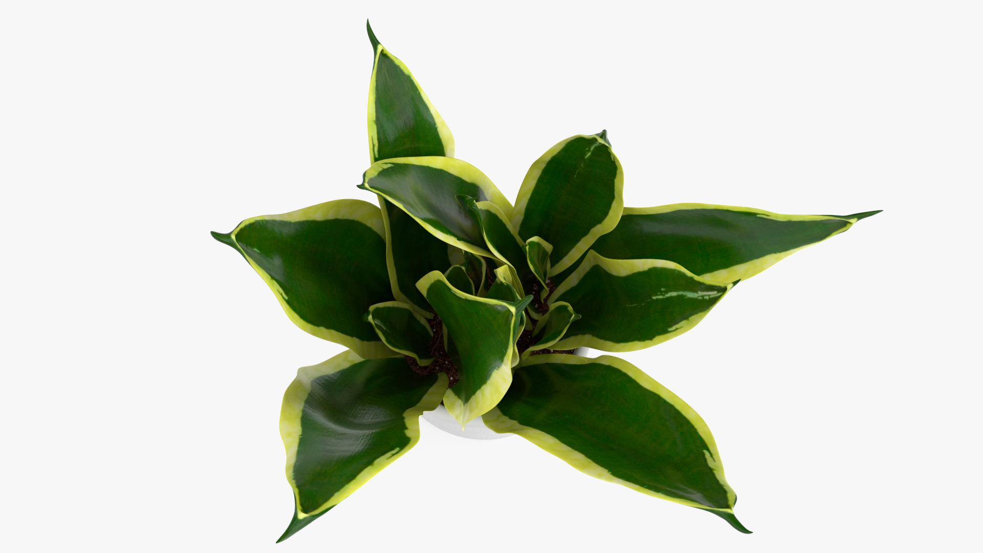 Mother in Laws Tongue Plant 3D