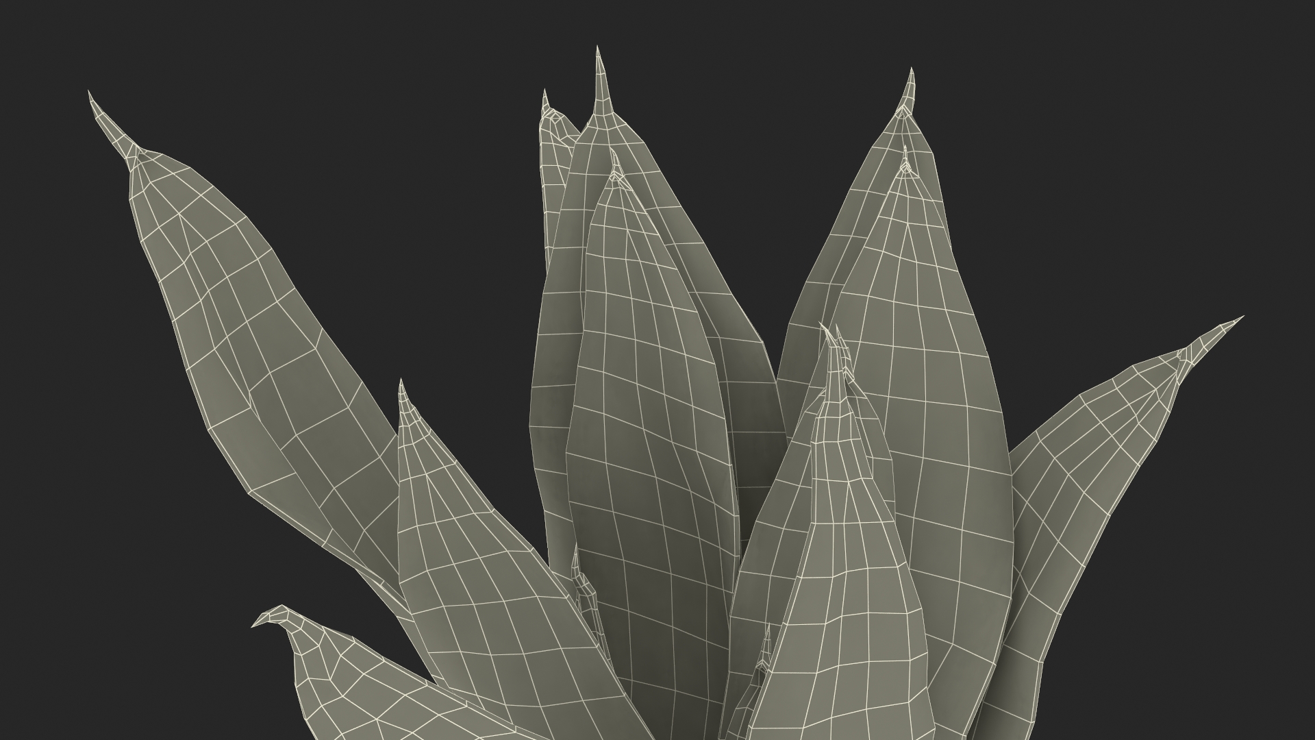 Mother in Laws Tongue Plant 3D