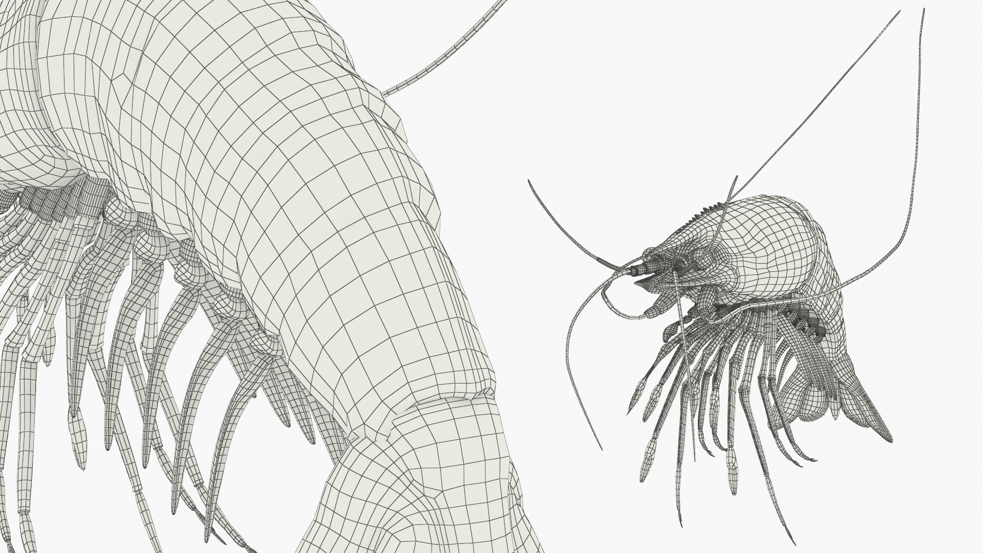 Large Tiger Prawn, view 10