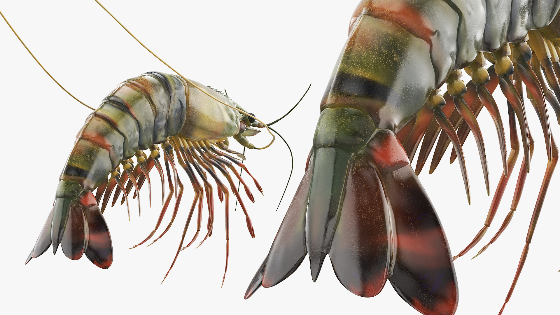 Large Tiger Prawn, view 5