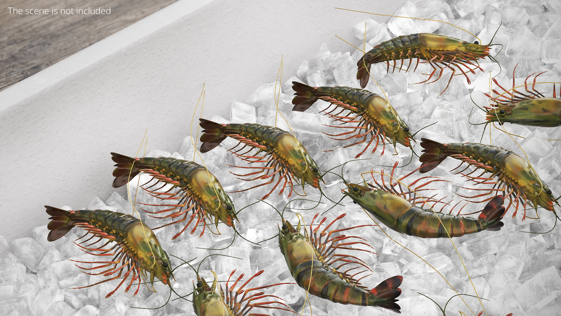 Large Tiger Prawn, view 2