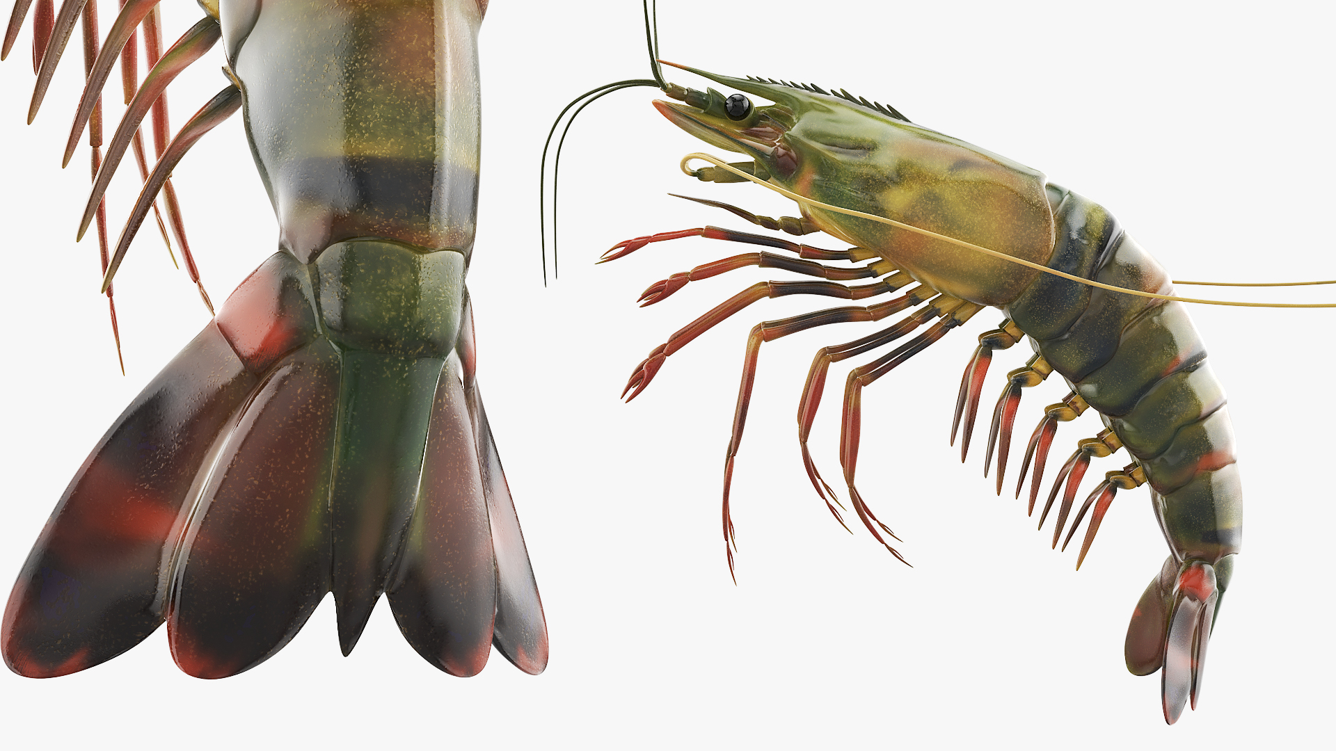 Large Tiger Prawn, view 6