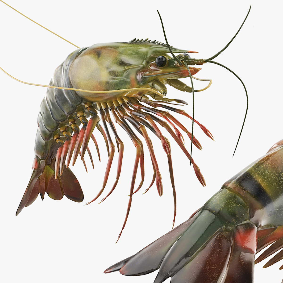 Large Tiger Prawn 3D model preview