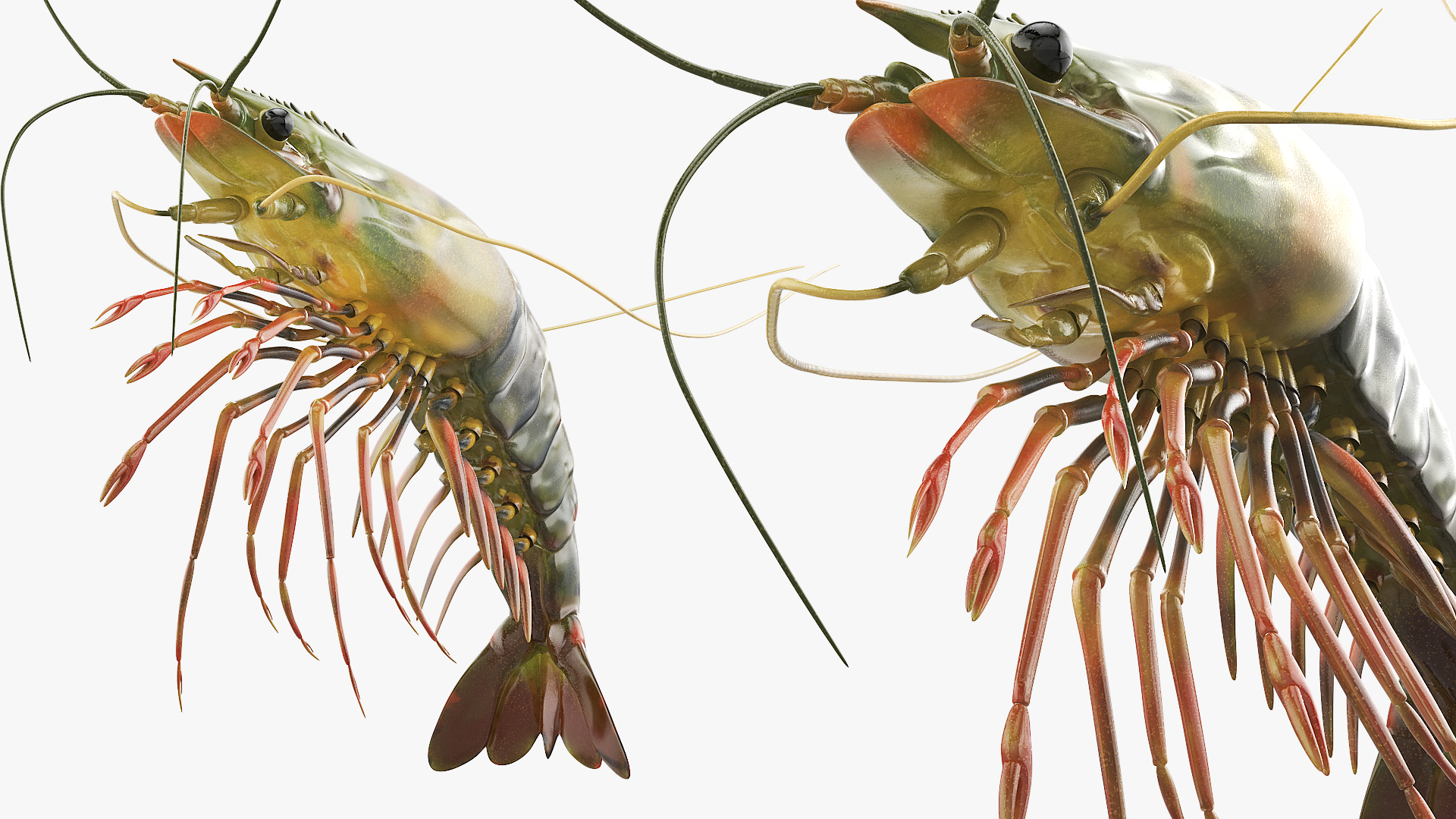 Large Tiger Prawn, view 4