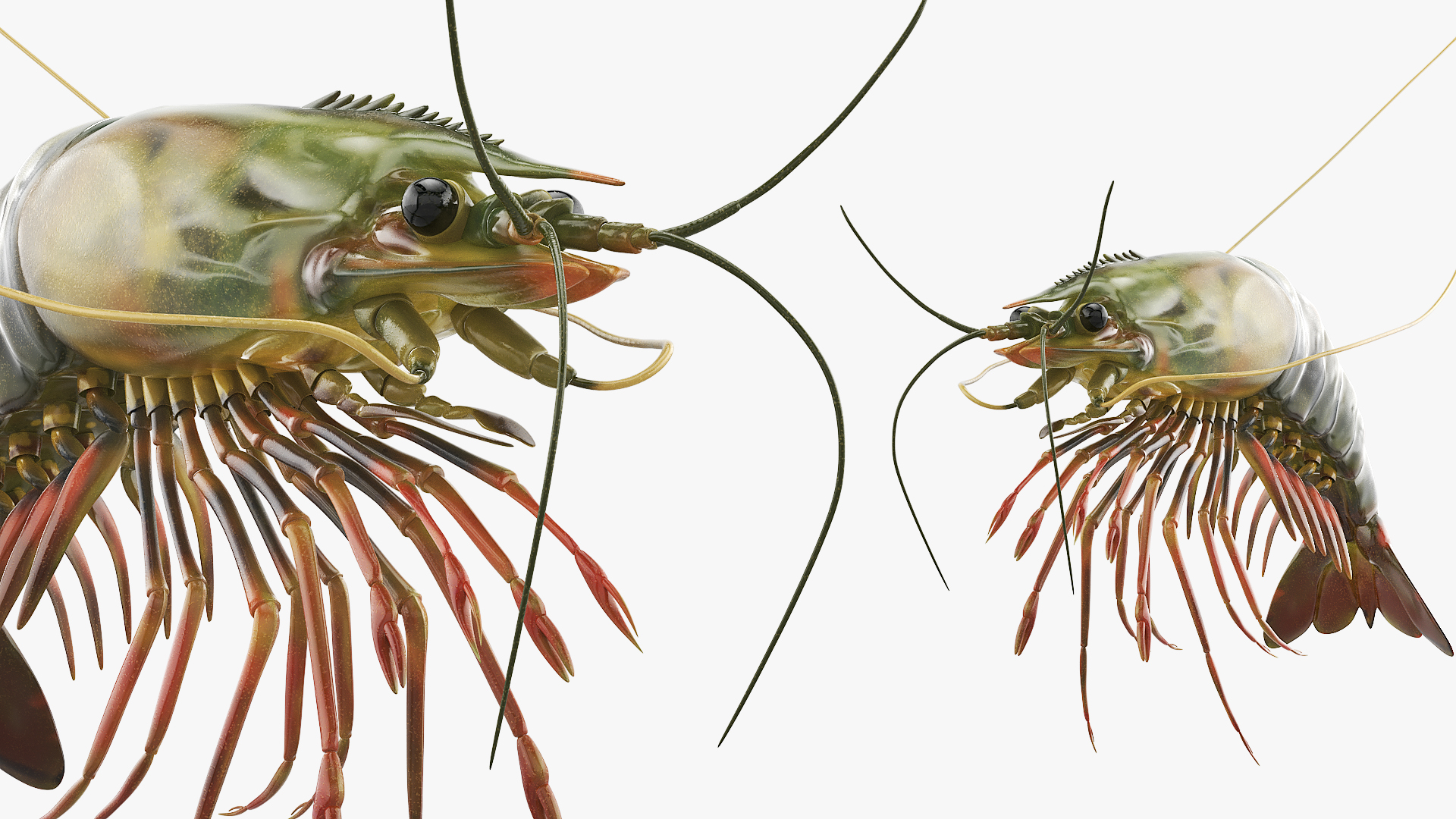 Large Tiger Prawn