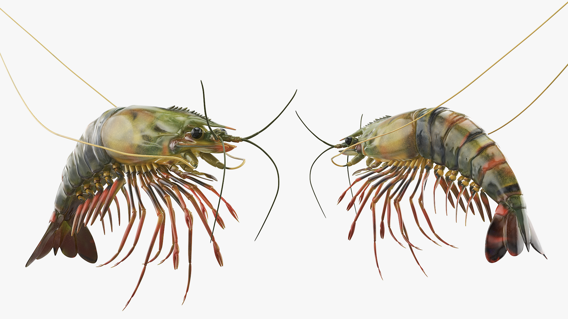 Large Tiger Prawn, view 3