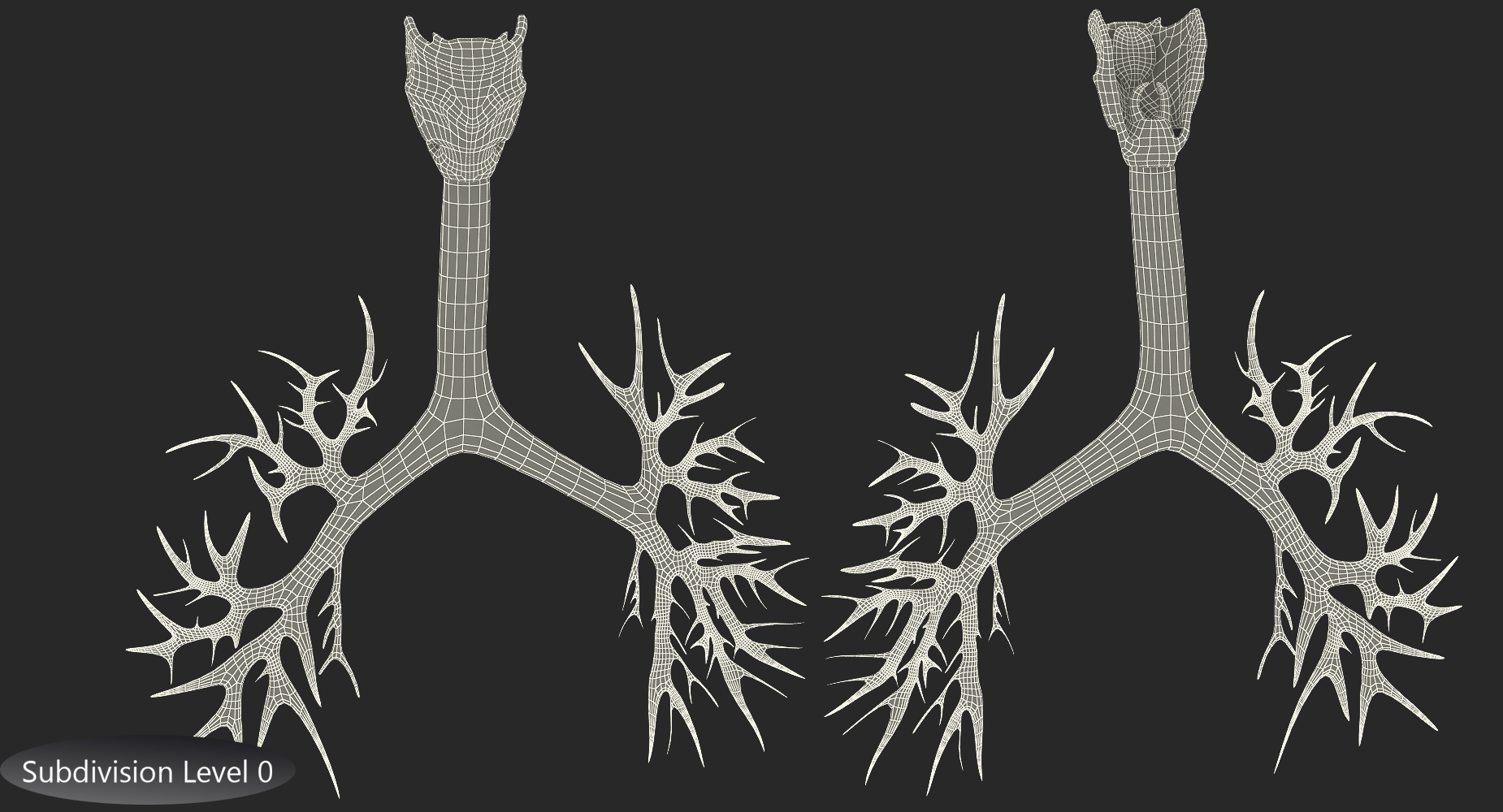 Trachea Anatomical Model 3D model