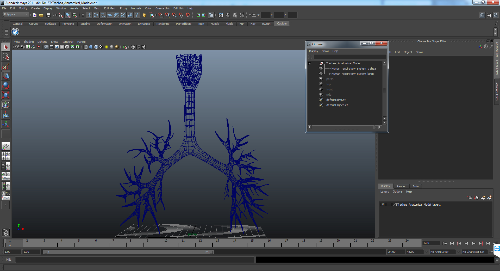 Trachea Anatomical Model 3D model