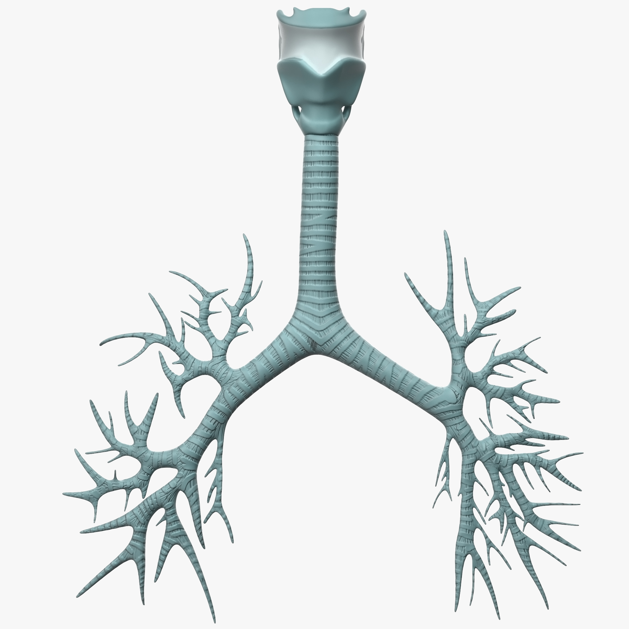 Trachea Anatomical Model, view 3