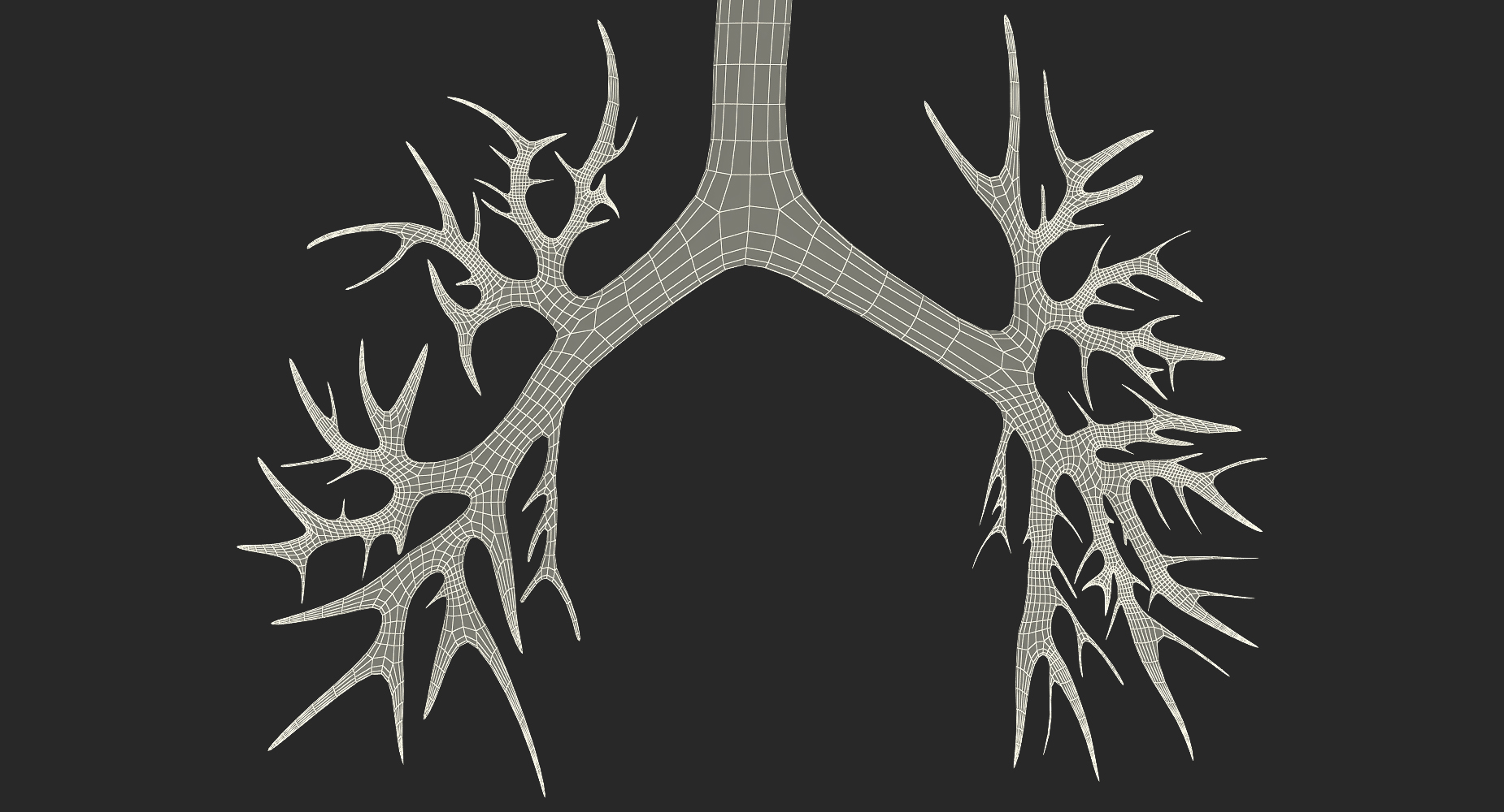 Trachea Anatomical Model 3D model
