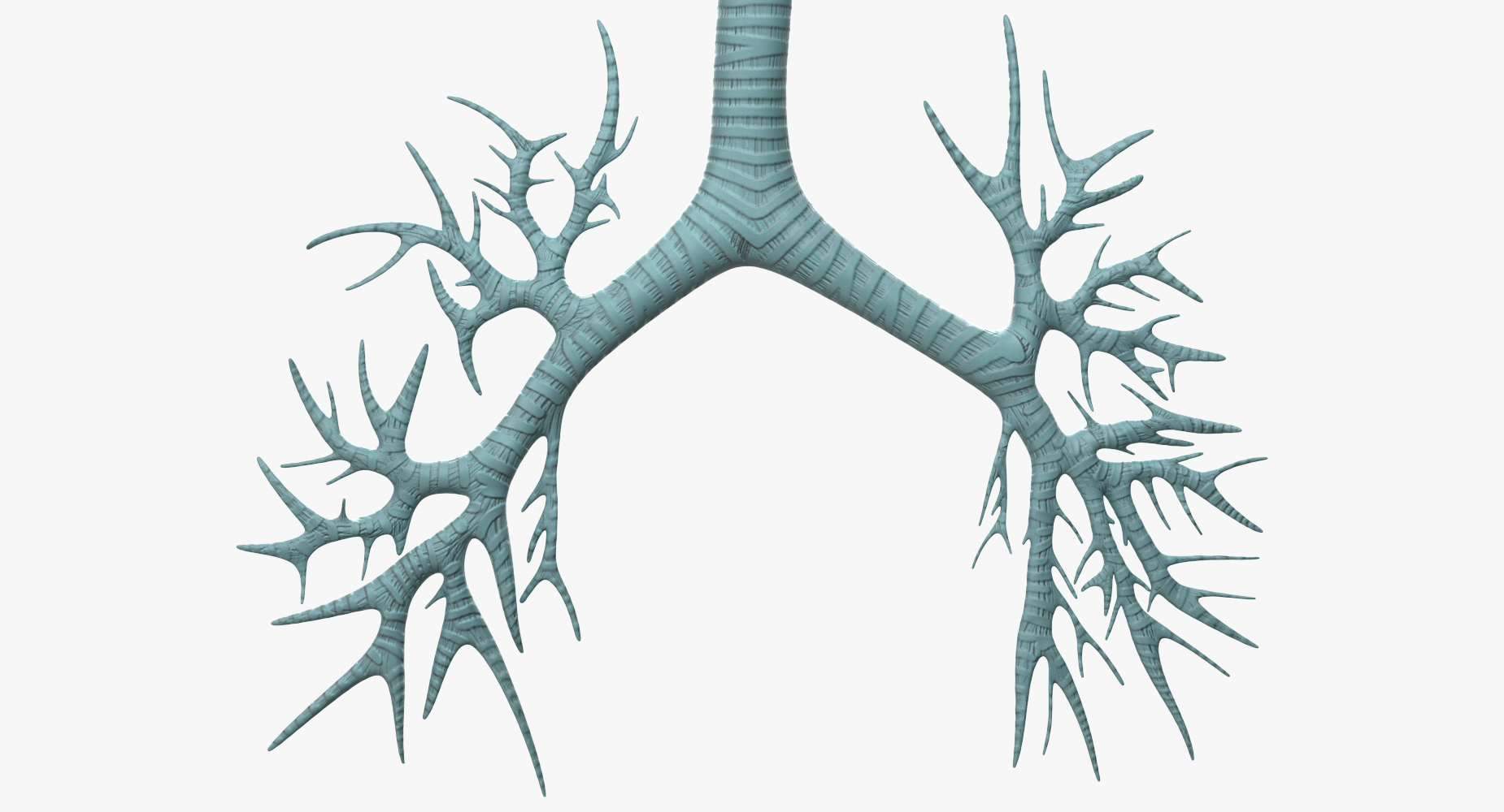 Trachea Anatomical Model 3D model
