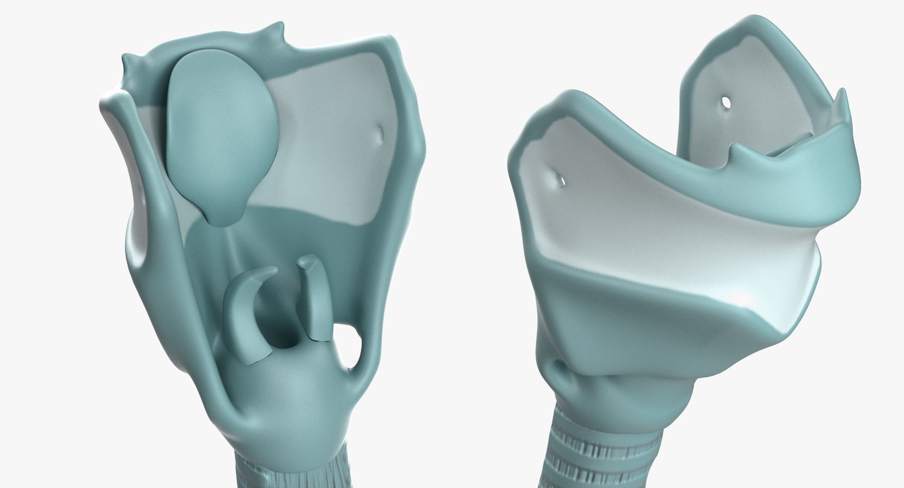 Trachea Anatomical Model 3D model