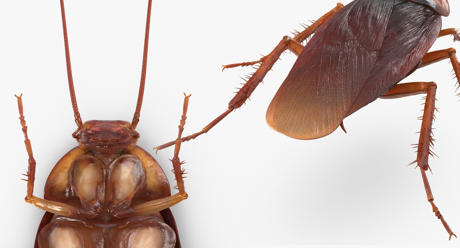 3D Common Household Cockroach