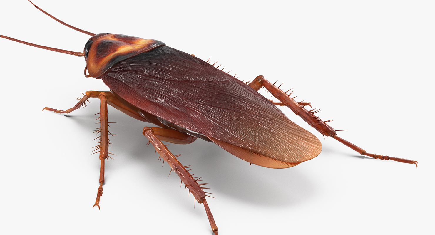 3D Common Household Cockroach