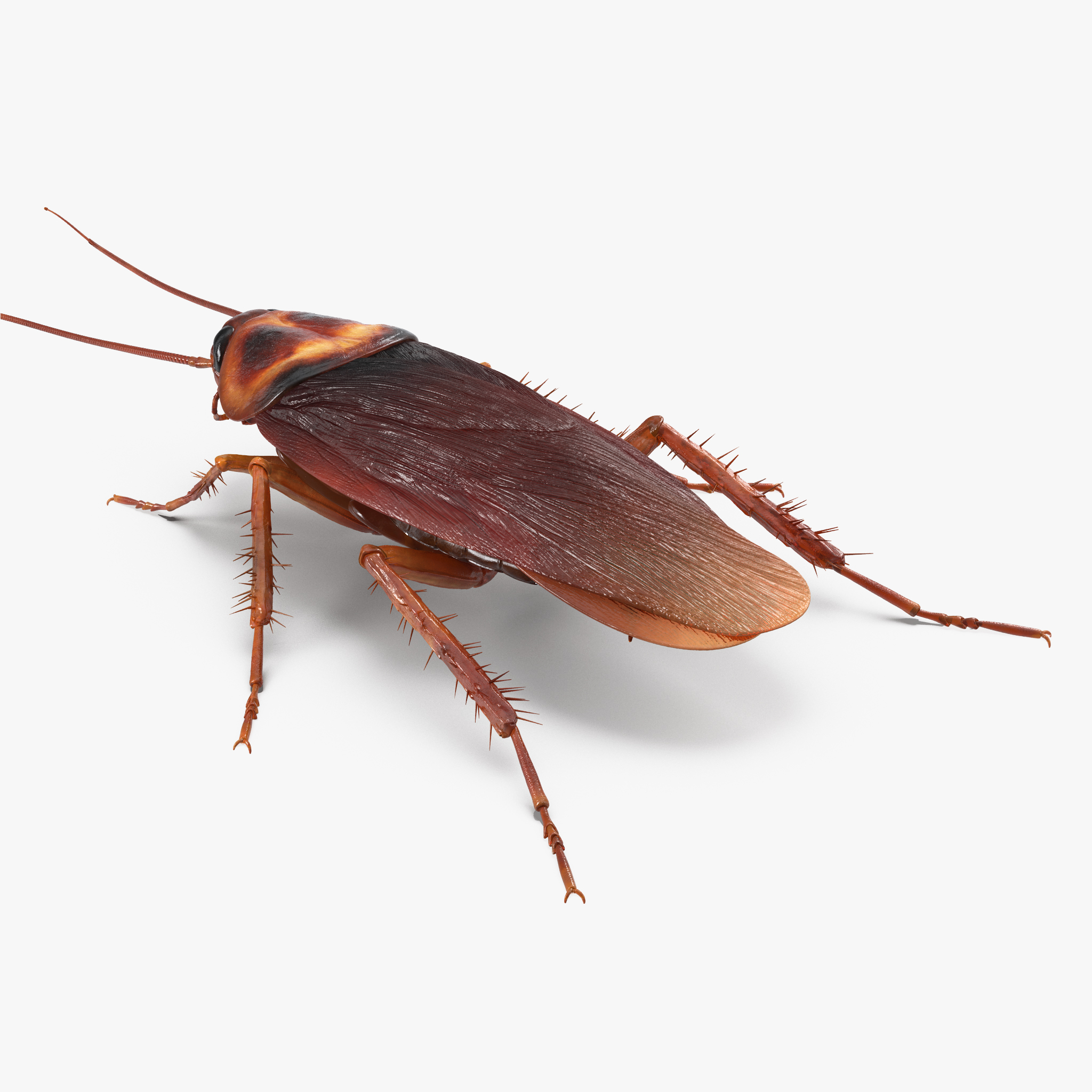 Common Household Cockroach, view 9